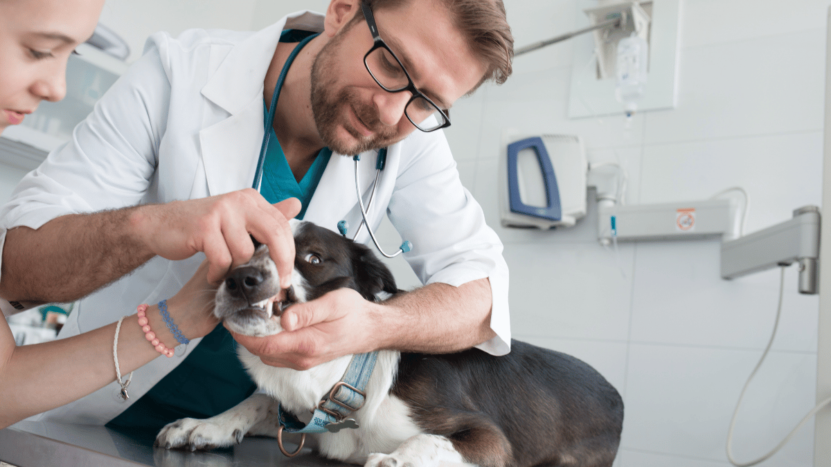 Image for Veterinary Library Literature Search Service